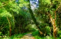 Forest path panorama. Path in the woods Royalty Free Stock Photo