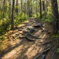 Forest path passes through the roots of trees