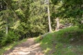 Forest path in the mountains