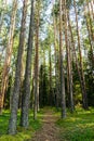 Forest path through a pine forest. Road in the coniferous forest