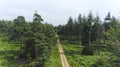 Forest path between pine trees and green fern .