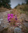 forest path pink flower nature