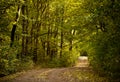 Forest path road Royalty Free Stock Photo