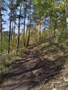 Forest path among Russian birches.  Mountain trail among green birches. Royalty Free Stock Photo