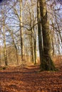 Forest path in the Sababurg primeval forest with numerous beeches Royalty Free Stock Photo