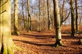 Forest path in the Sababurg primeval forest with numerous beeches and oaks Royalty Free Stock Photo