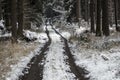 The forest path settles in snow