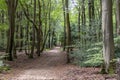 A forest path through the Speuldersbos near Putten, Netherlands