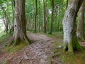 Forest path in spring with big trees and bright green leaves Royalty Free Stock Photo