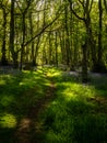 A forest path with Spring bluebells Royalty Free Stock Photo