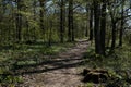 Forest path in spring with budding fresh green leaves in Steigerwald forest, Franconia, Germany