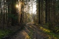 Forest path in the spring at sunset Royalty Free Stock Photo