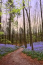 Forest path in springtime Royalty Free Stock Photo