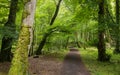 Forest Path in Springtime, Killarney National Park, County Kerry, Ireland Royalty Free Stock Photo