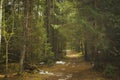 forest path among spruce and pine trees on a spring day. change of seasons Royalty Free Stock Photo