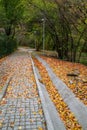 Forest path with stairs Royalty Free Stock Photo