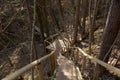 Forest path stairway Royalty Free Stock Photo