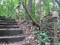 Forest path