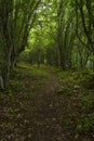 Forest path in the Strandja national park,