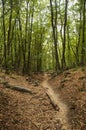 Forest path strewn with fallen leaves and tree branches. Pathway under the shade of green trees Royalty Free Stock Photo