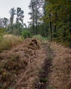 Forest path with a stump