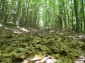 Forest path in the summer