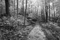 Forest Path In Summer With Infrared Effect In Black And White