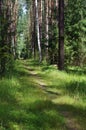 Forest path in the summer morning