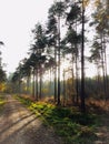 Forest Path