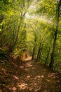 Forest path with sunbeams shining through the trees Royalty Free Stock Photo