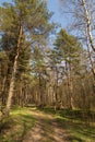 Forest path in sunlight. Beautiful spring summer pine trees forest with green grass and blue sky