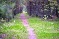 Forest path sunlight scene. Deep forest trail view. Forest trail landscape. color