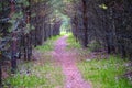 Forest path sunlight scene. Deep forest trail view. Forest trail landscape. color