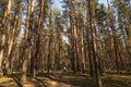 Forest path in sunlight, sun. Beautiful spring summer pine tall trees forest with blue sky. A small figure of a man on a forest ro Royalty Free Stock Photo