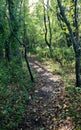 Forest Path