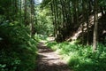 Forest path on a sunny morning