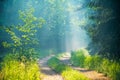 Forest path in sunny forest