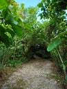 Forest path surrounded with green tree. Nature