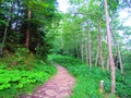 Forest path surrounded by lush vegetation