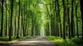 forest path surrounded by tall green trees under a bright sky, offering a peaceful and natural environment for walking or Royalty Free Stock Photo