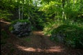 Forest path surrounded by green trees and big rocks and fallen leaves on the ground