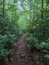 Forest path surrounded by vegetation in summer