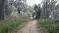 Forest Path