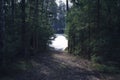 Forest path to the lake