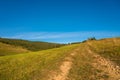 Forest path to pine woods in the Carpathian mountains Royalty Free Stock Photo