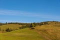 Forest path to pine woods in the Carpathian mountains Royalty Free Stock Photo