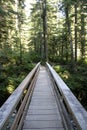 Forest path trail bridge wood Royalty Free Stock Photo