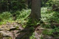 Forest path trail detail stones