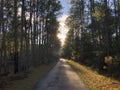 Forest Path