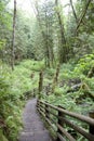 Forest path trail